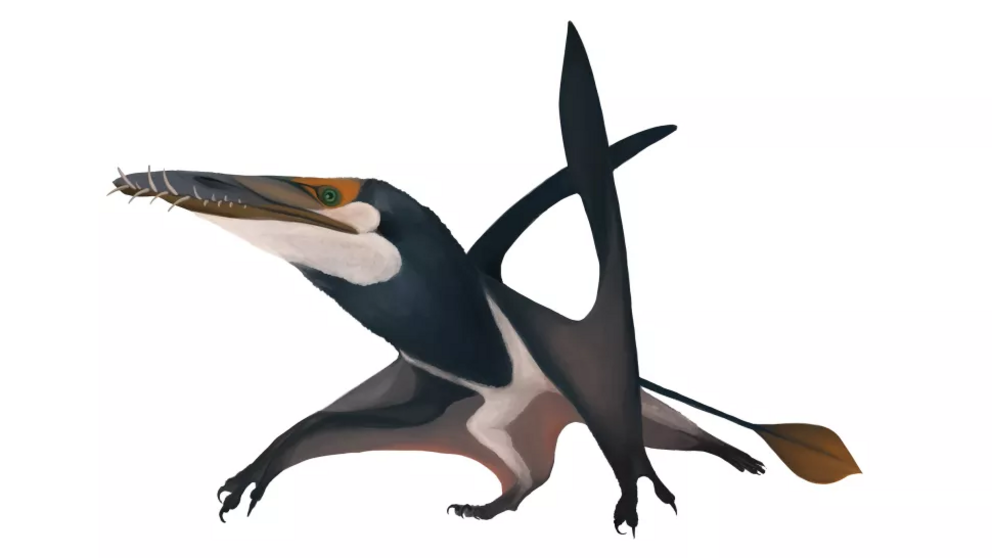 With a wingspan of more than 8 feet long, Dearc sgiathanach is largest known pterosaur from the Jurassic period.