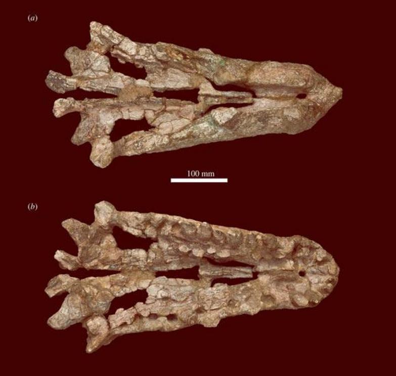 Photographs of the skull of Mambawakale ruhuhu.