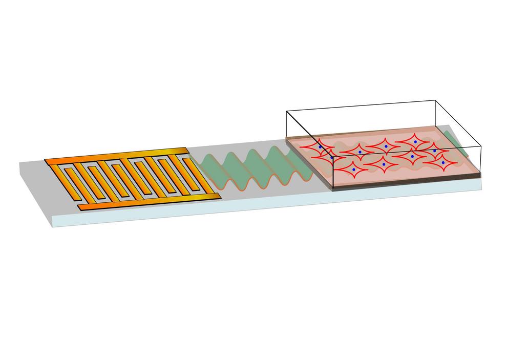 A graphic illustration of the innovative stem cell treatment. The microchip on the left generates high-frequency sound waves (green) to precisely manipulate the stem cells, which are placed in silicon oil on a glass-bottomed culture plate. Credit: RMIT Un