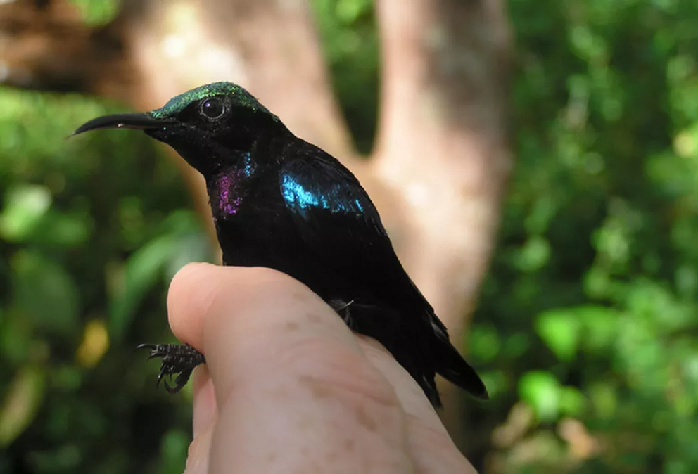 Male black sunbird.