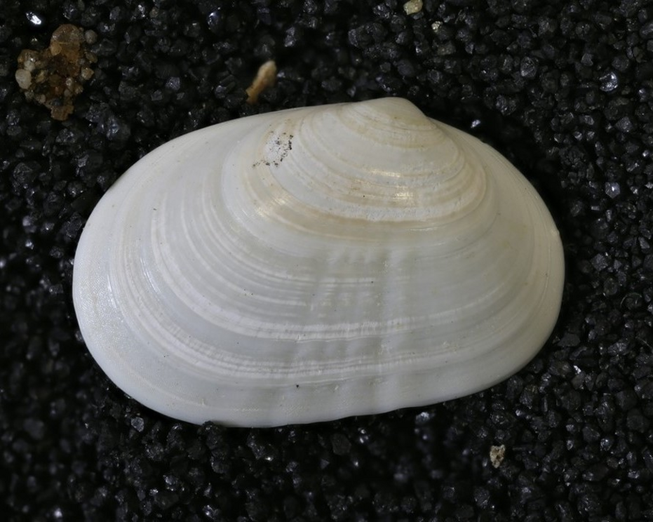 The fossil of C. cooki found in Los Angeles' Baldwin Hills.