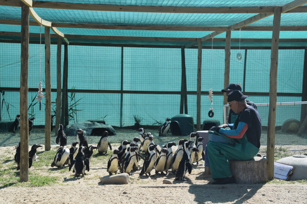 Caring for penguins at the SANCCOB sanctuary.