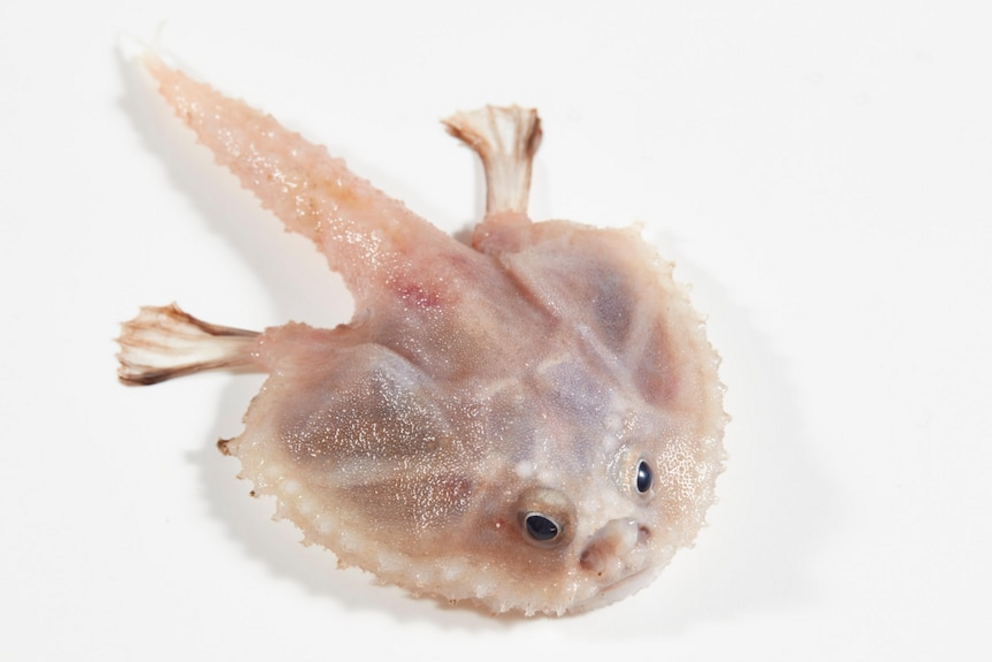 Deep-sea batfish.