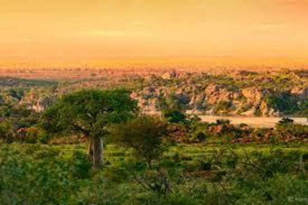 Mapungubwe baobab landscape. The Vhembe Biosphere Reserve is an expanse of forest, grassland and savanna that includes parts of Kruger National Park, the Thathe Vondo sacred forest, and the World Heritage Site at Mapungubwe as well as major towns and farm