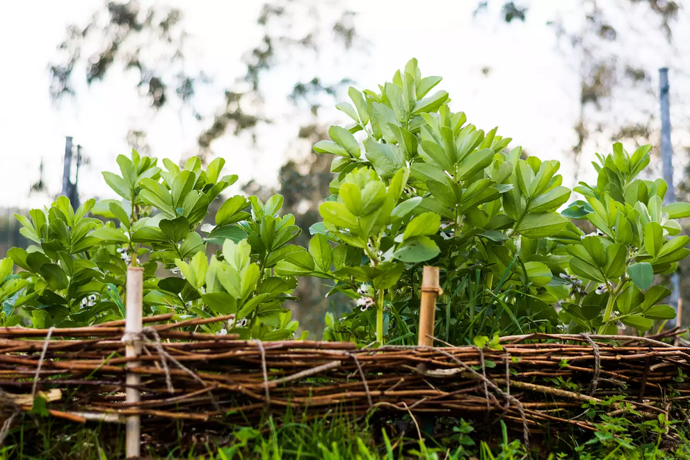 Broad bean plants.