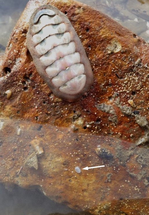 The tiny shell of C. cooki hiding in the intertidal zone.