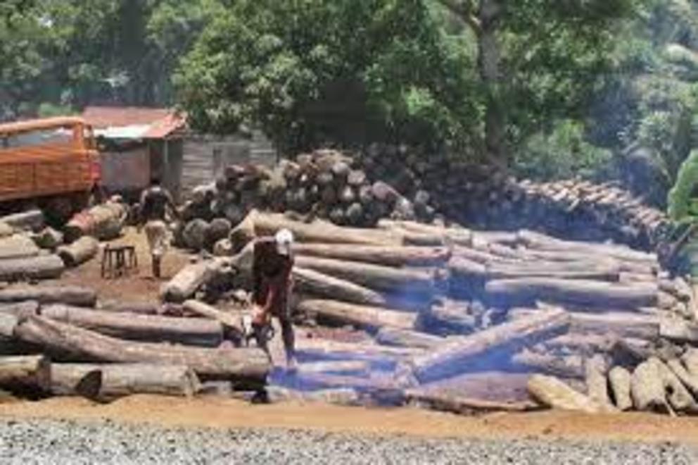 Illegally logged rosewood from Masoala and Marojejy in Antalaha, Madagascar, circa 2005.