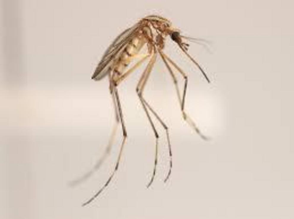 A large and distinctive mosquito, Aedes vittiger, can cause serious pest problems after flooding.