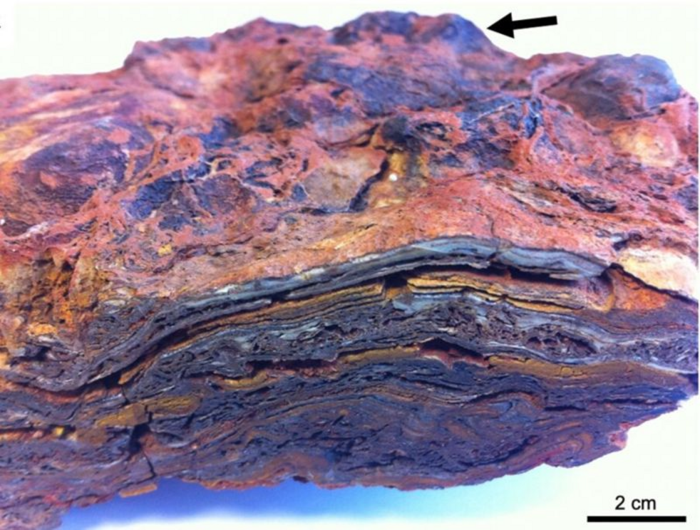 Dresser Formation stromatolite sample showing clear lamination and dome structures.