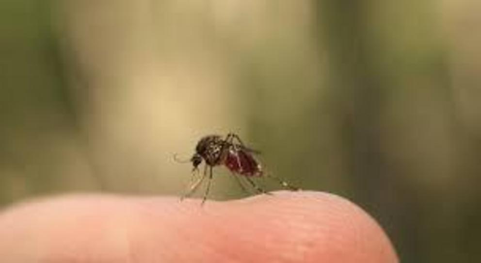 The saltmarsh mosquito (Aedes vigilax) taking a chance to grab a blood meal.