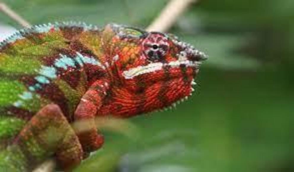 Pardalis chameleon (Furcifer pardalis), a resident of the Masoala Peninsula in northeastern Madagascar, where illegal rosewood logging has taken a heavy toll on forests.