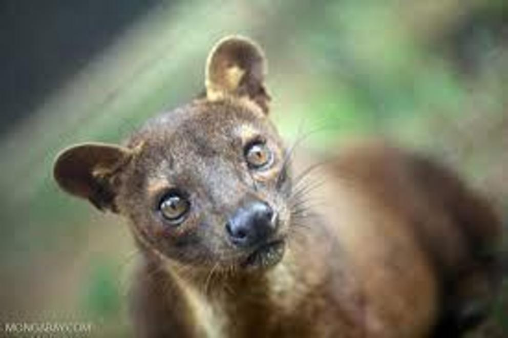 A fossa (Cryptoprocta ferox), a species that lives in Marojejy National Park, which was ground zero for Madagascar’s rosewood logging crisis in 2009.