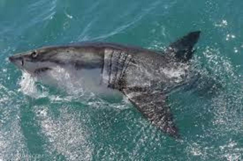 A great white shark (Carcharodon carcharias) off the coast of South Africa.