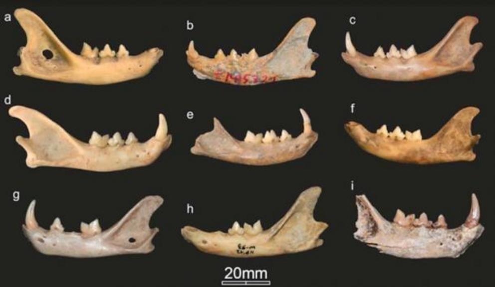 Selected mandibles of Near Eastern wildcats/domestic cats (a–f) and European wildcats (g–i)