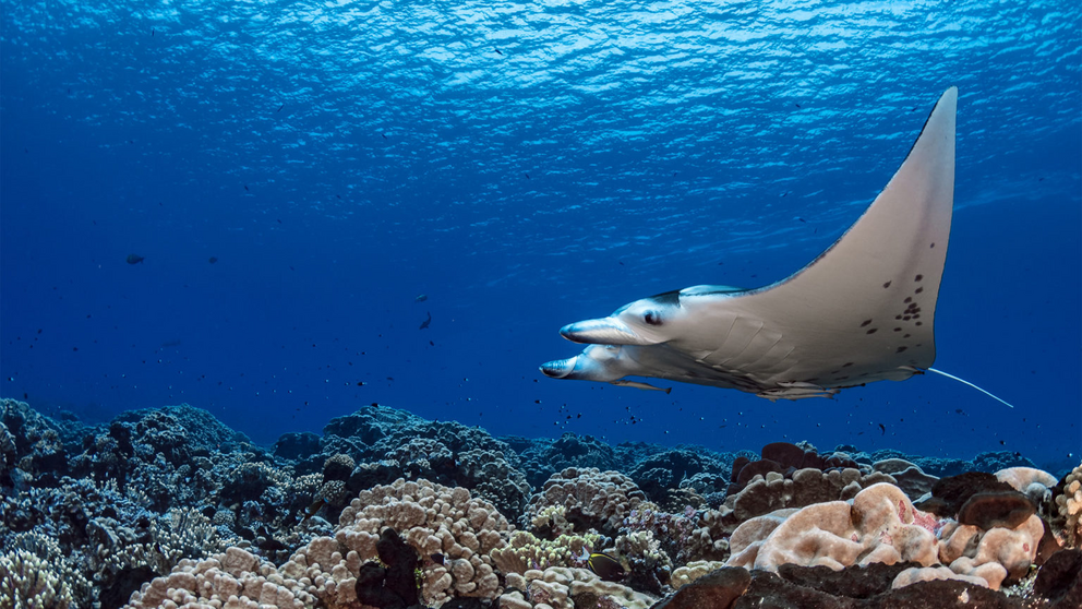 A manta ray over coral reefs in Socorro.