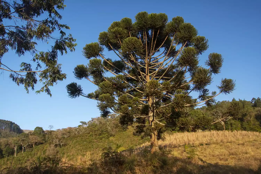 Monkey puzzle tree in Brazil.