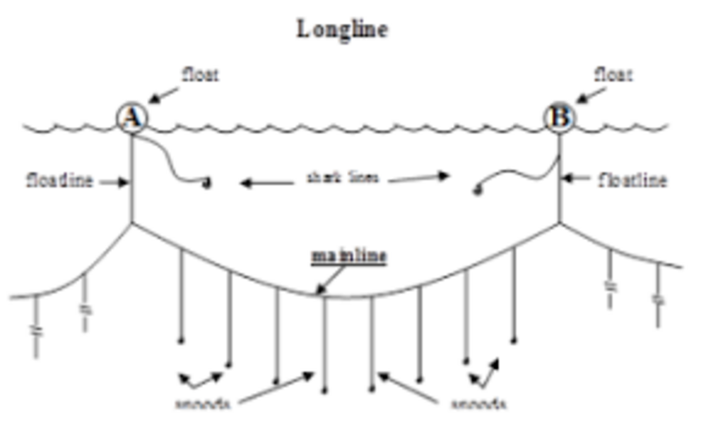 Schematic diagram of a shark line included in the WCPFC measure banning the simultaneous use of shark lines and wire leaders.