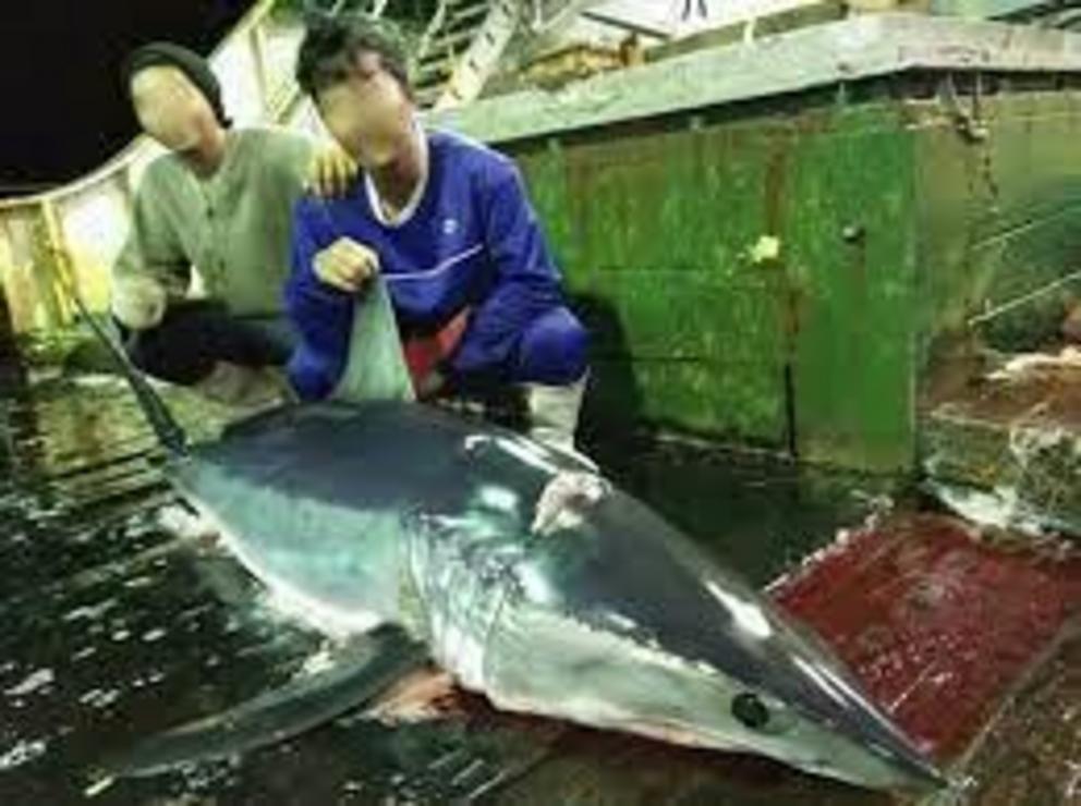 Deckhands from the Long Xing 629 pose with a freshly caught mako shark. The gash on its back indicates a severed spine, according to an expert who reviewed the image for Mongabay.