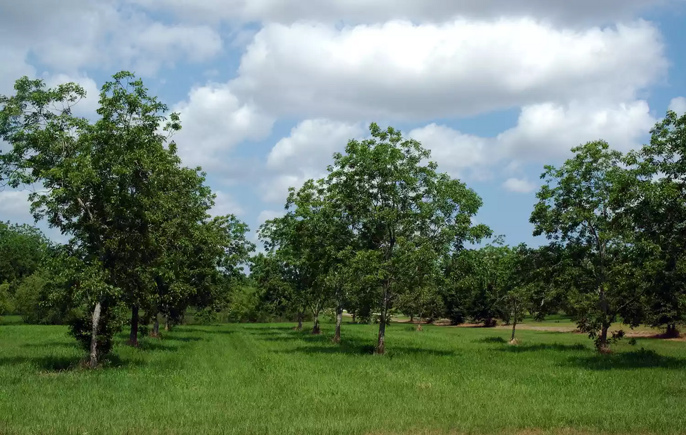 Young trees grow in a pecan orchard.