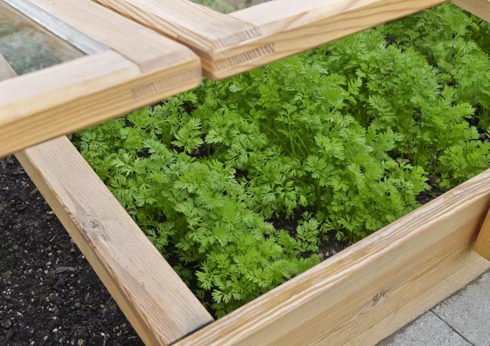 How to Extend Your Harvest with a Cold Frame