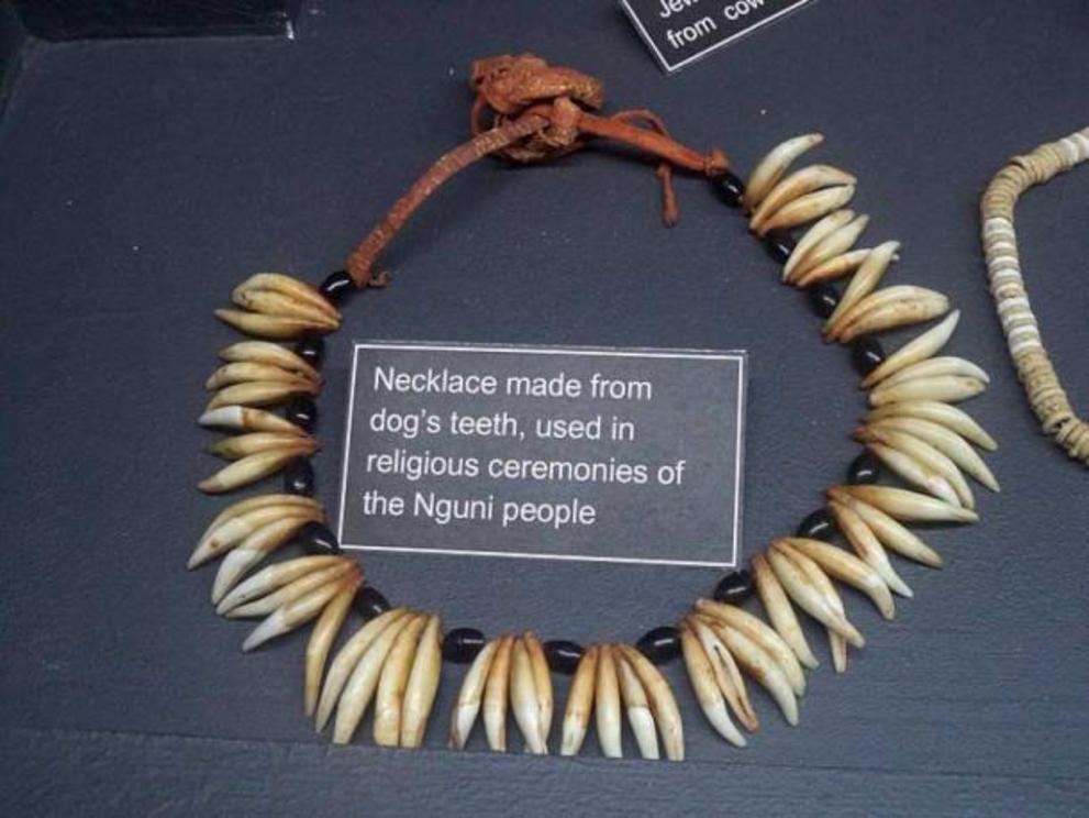 Necklace made from dog's teeth, used in religious ceremonies of the Nguni people. Exhibit of the Museum of Gems and Jewelry, Cape Town, South Africa.