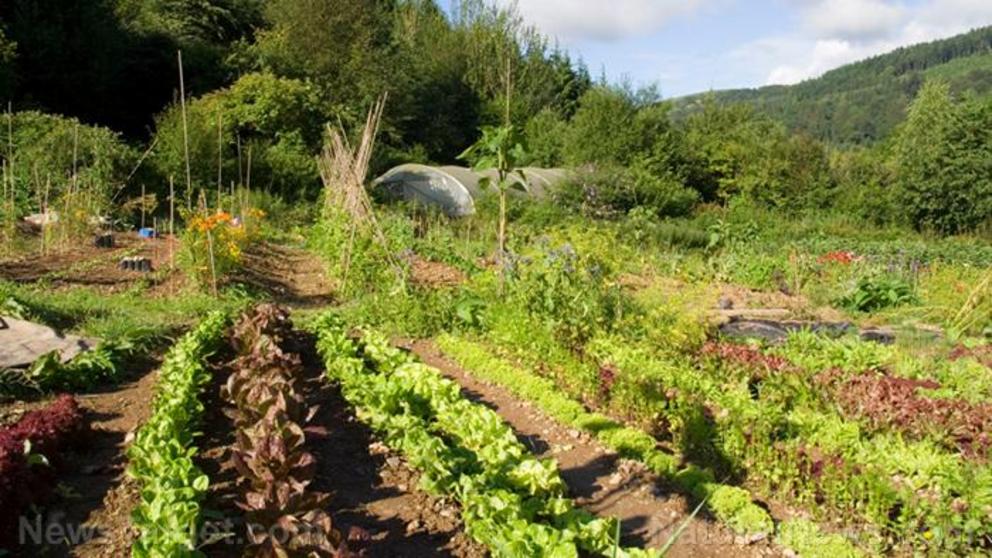 Prepper food supply: optimizing gardening calories for your survival stockpile Organic-Garden-Vegetables-Farm-1670095770560