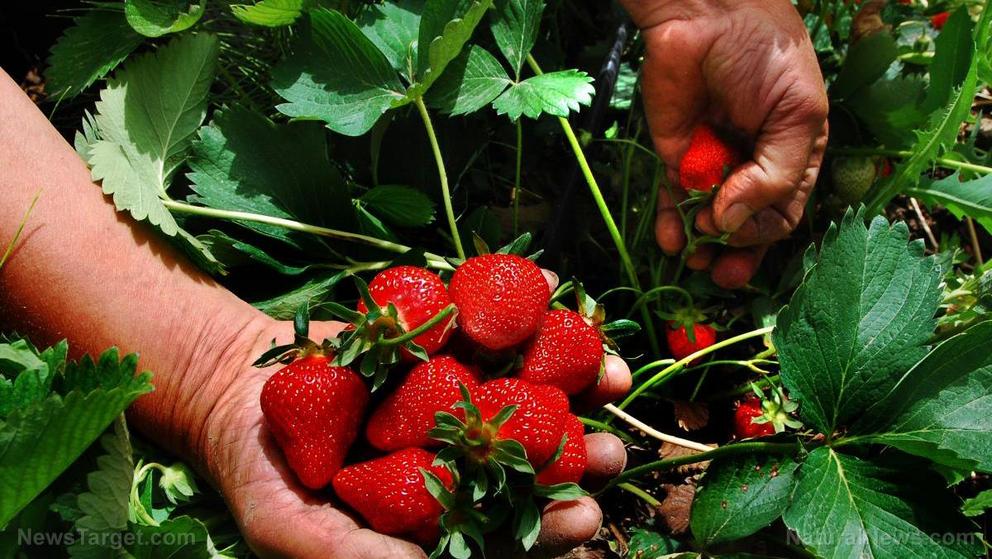 13 superfruits you can grow in a container garden Pick-Strawberry-Fruit-Farmer-Plant-Farm-Season-1672391797278