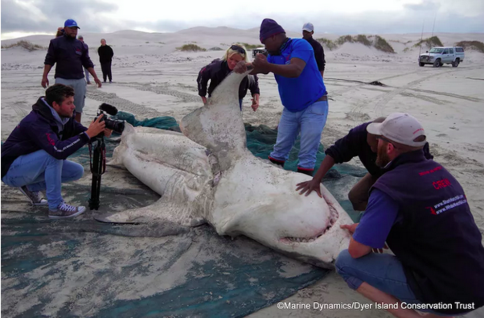 A female great white shark that was missing its liver. (Image credit: Marine Dynamics)