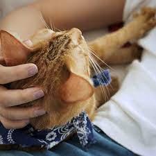 Why Do Cats Knead Nexus Newsfeed   A 1670927275145 