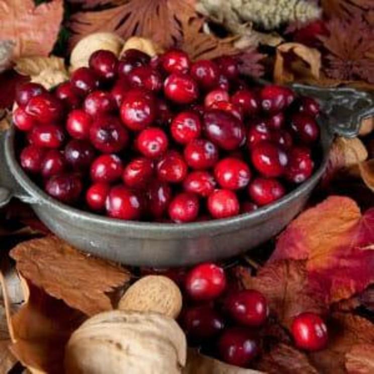 Cranberries help more than urinary tract infections! Cranberries-1671203772138