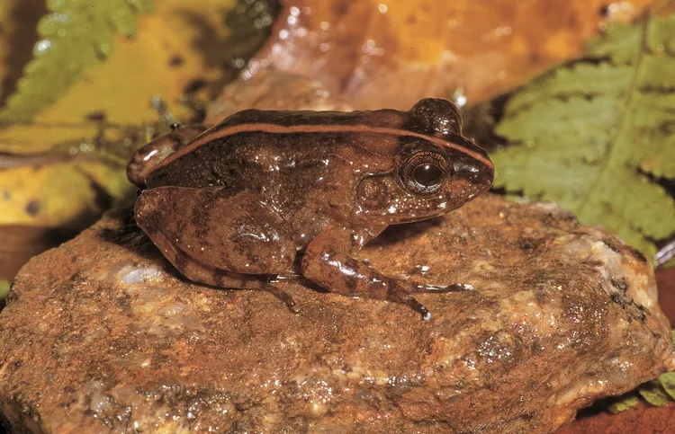 20 New Gurgling, Creaking Frog Species Named In Madagascar - Nexus Newsfeed