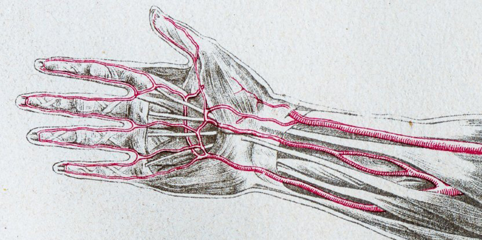 Humans keep growing an extra artery in their arms, and this is why ...