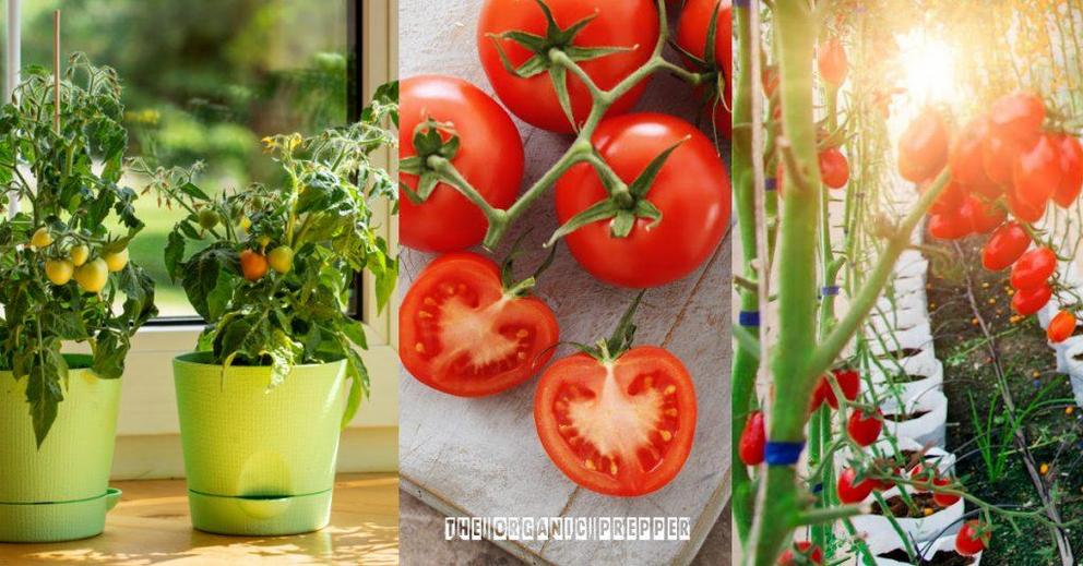 How To Grow Tomatoes Indoors - Nexus Newsfeed