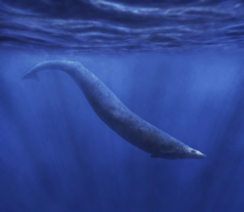 An artist's rendering of what Basilosaurus looked like in the Eocene seas