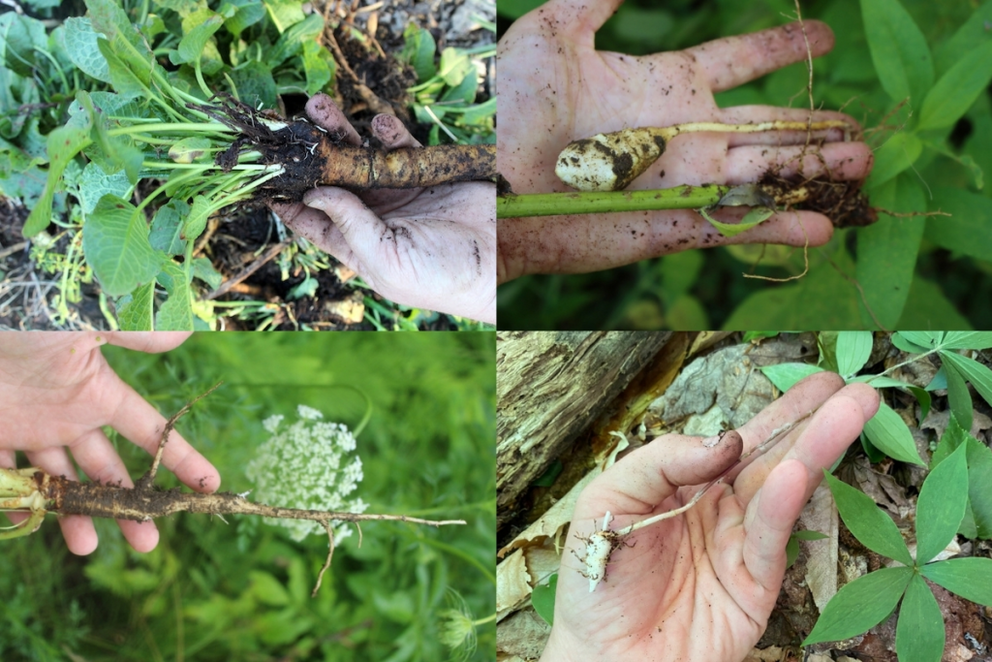 Wild Edible Roots and tubers clockwise from top left: Dock (Rumex sp.), Sunchokes, Indian Cucumber Root, and Queen Anne’s Lace