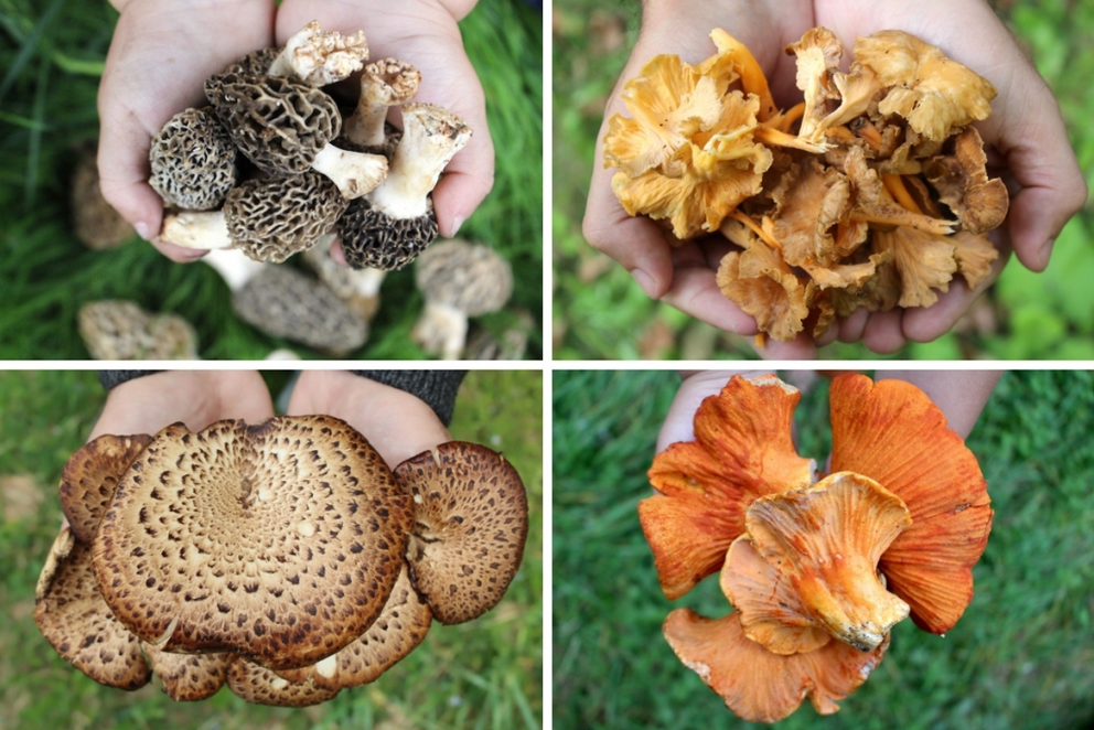 Edible Wild Mushrooms, Clockwise from Top Left: Morels, Chanterelles, Lobster Mushrooms, and Pheasant Back Mushrooms.