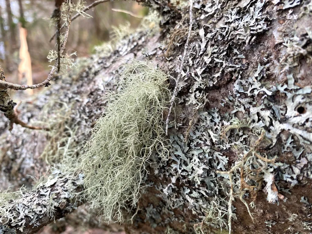 Usnea lichen on a downed pine tree.