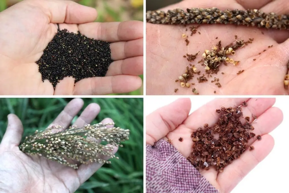 Wild Foraged Grains and Seeds. Clockwise from Top Left: Goosefoot (wild quinoa), plantain seed, dock seed, and prosso millet.