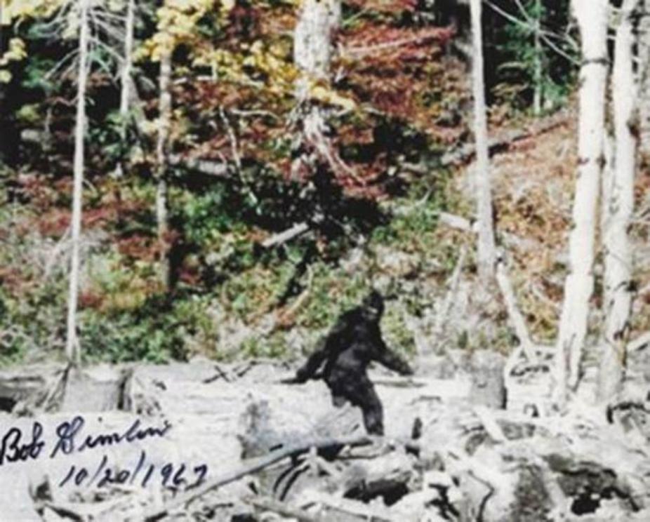 Frame 352 of the Patterson-Gimlin film, alleged to depict a female Bigfoot, shot on October 20, 1967, by Bob Gimlin.