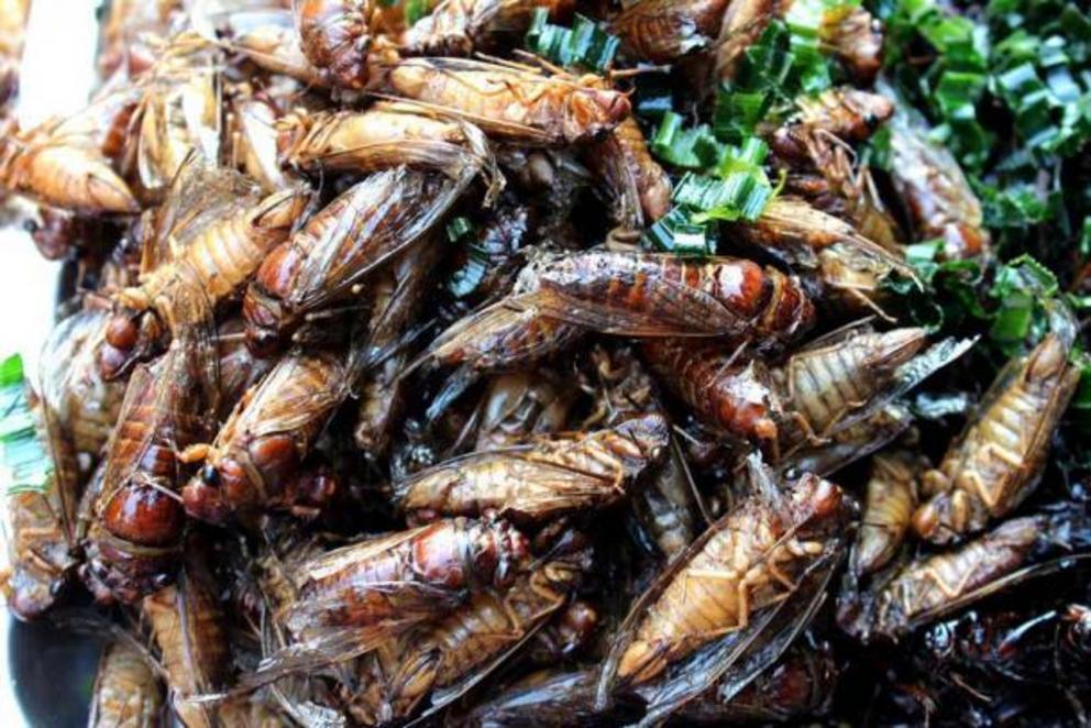 Fried cicadas in an herbal dish that looks very appealing or . . .?