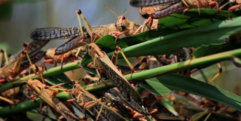 Locusts or grasshoppers ready to be eaten.