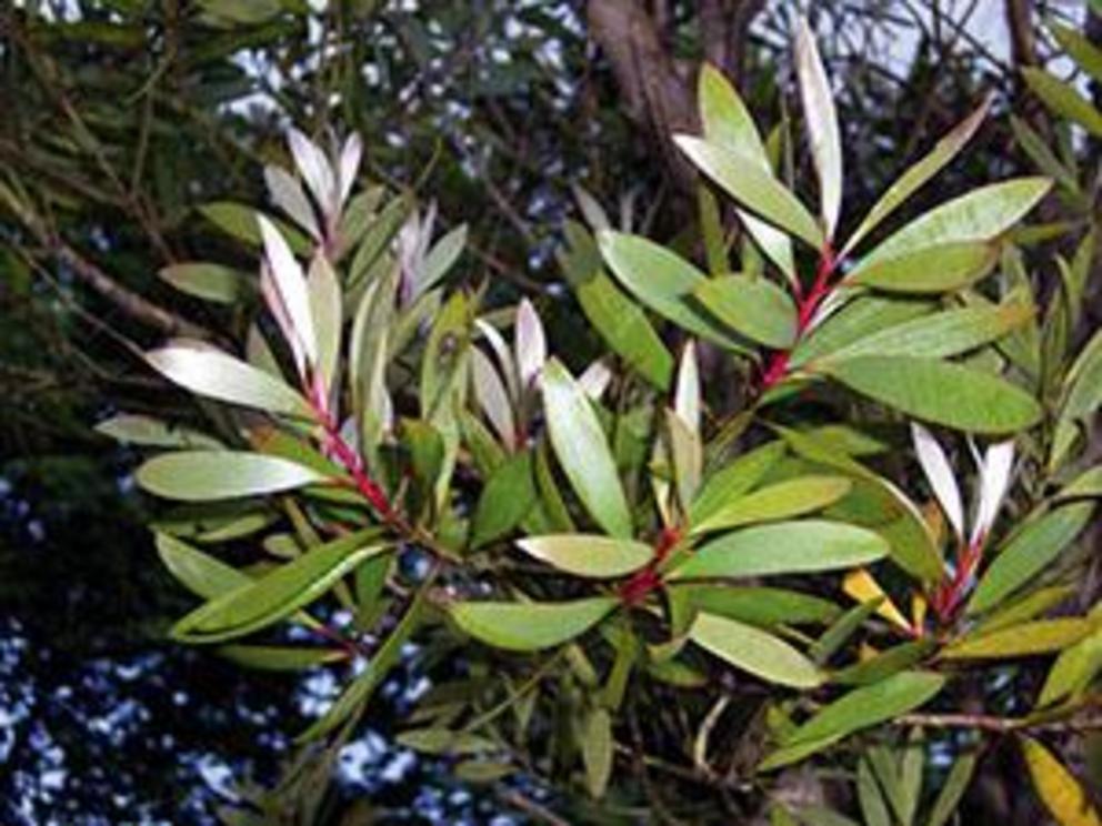 Niaouli oil is distilled from the fresh leaves and twigs of the paperbark tree.