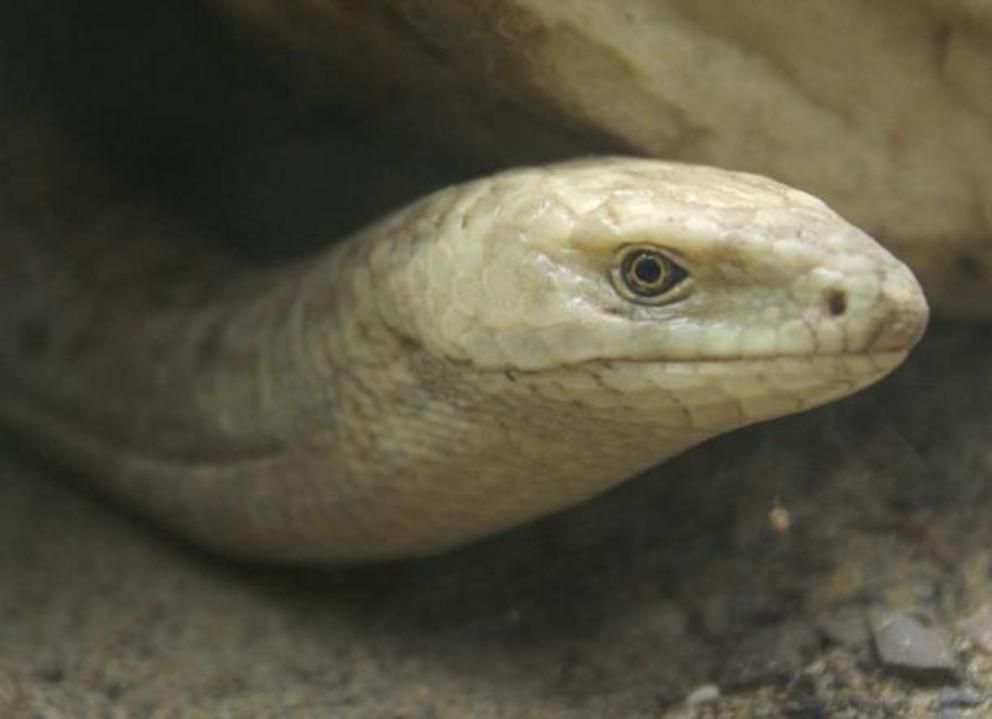 Representational image of a legless lizard.