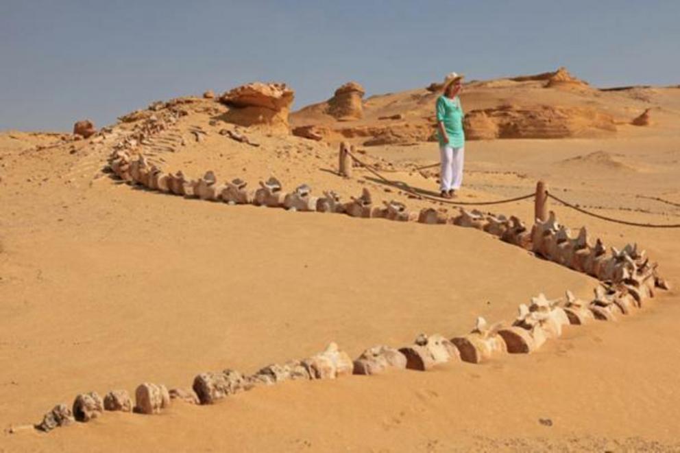 Wadi Al-Hitan (or the Valley of the Whales) in Egypt is home to invaluable fossil remains. Here tourists can visit the Wadi al-Hitan Fossil & Climate Change Museum, in the Fayoum Depression which includes an 18-meter-long whale skeleton in the desert.