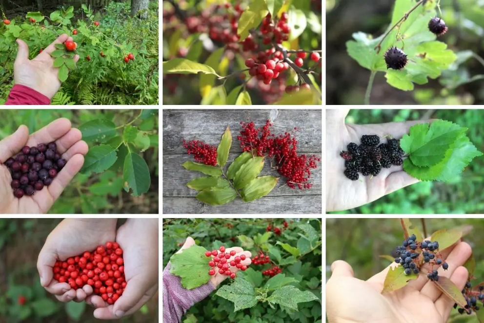 Wild Foraged Fruit. Left to right, starting at top: Rosehips, Autumn Olive, Gooseberry, Serviceberry, Solomon’s Plume, Mulberries, Bunch Berries, Highbush Cranberry, and Wild Raisin.