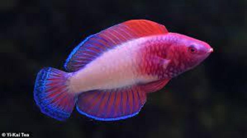 The rose-veiled fairy wrasse, a colourful species that is new to science, was found living at depths of between 131 to 229 feet (40 to 70 metres) beneath the ocean's surface