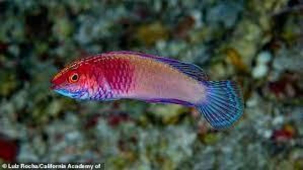 The wrasse is the first fish to be described by a Maldivian scientist — Ahmed Najeeb, a co-author of the study and biologist at the Maldives Marine Research Institute