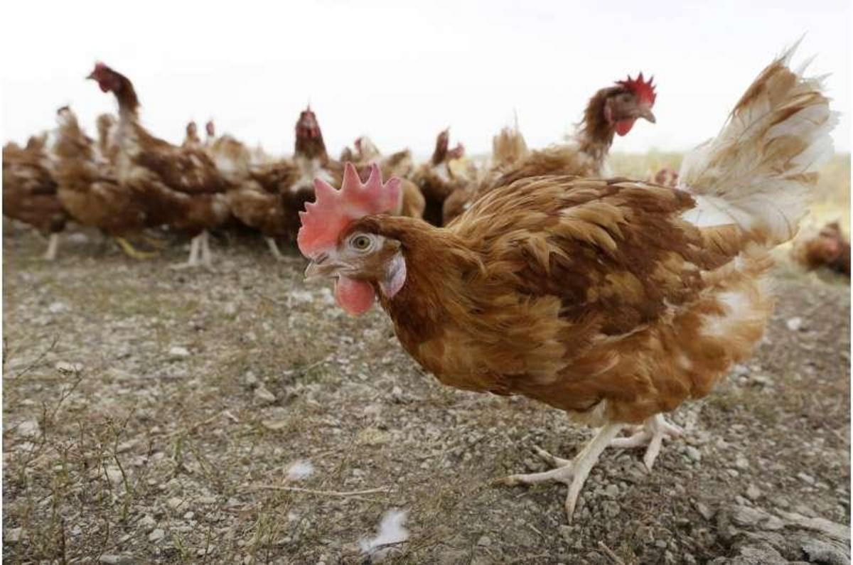 Bird flu case forces killing of 5.3 million chickens in Iowa Nexus