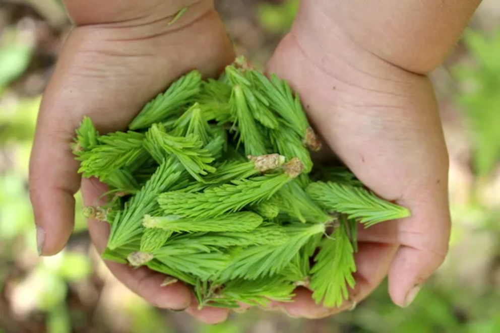 A handful of fir tips…mostly indistinguishable from spruce tips at this stage, but they have their own unique flavor.