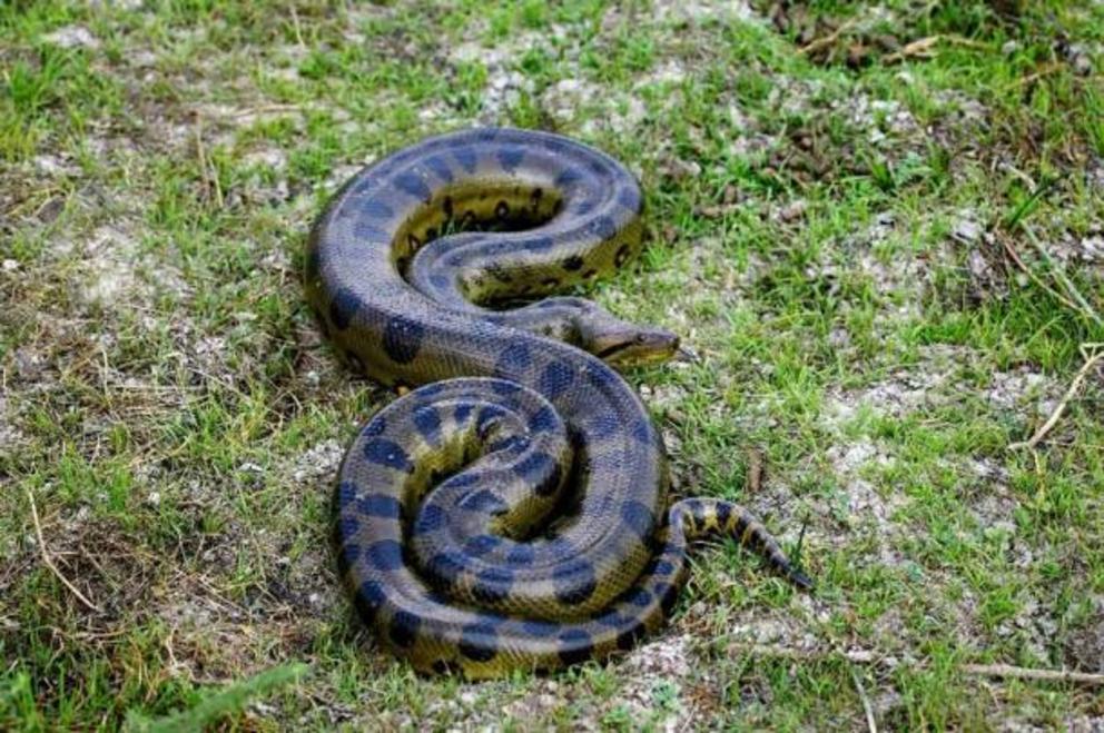 The green anaconda is the largest confirmed species of snake